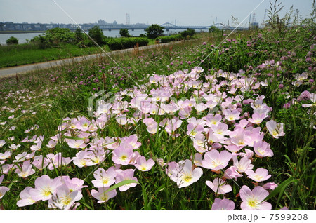 ヒルザキツキミソウ ヒルザキツキミソウ 7599208