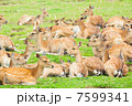 鹿 7599341