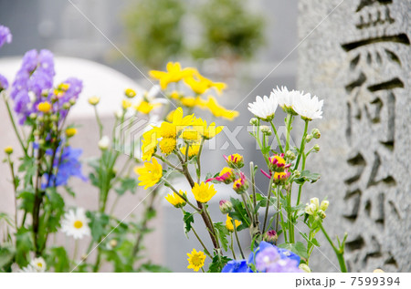 菊 7599394