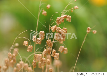 コバンソウ 7599421