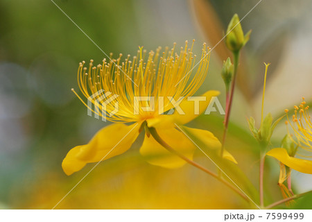 ビヨウヤナギ 7599499