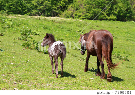 ポニーの親子 北海道の自然 ポニーの親子 北海道の自然 7599501