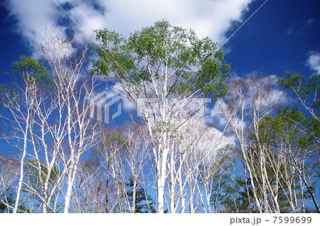 尾瀬の青空 7599699