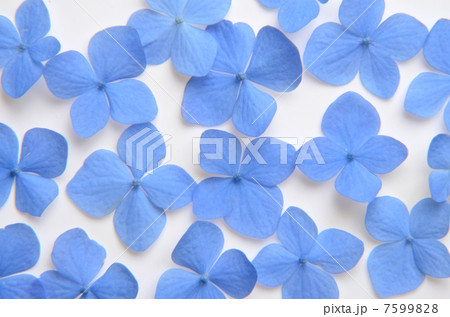 あじさい あじさい 7599828