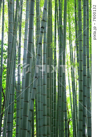 報国寺の竹林 報国寺の竹林 7600132