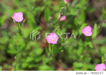 アカバナユウゲショウの花 7600237