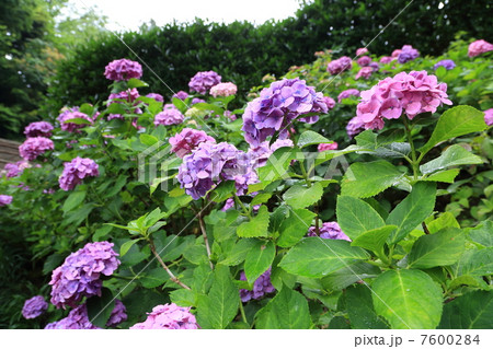 長谷寺の紫陽花 7600284