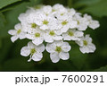 こでまりの花 7600291