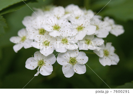 こでまりの花 7600291