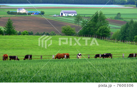 初夏の田園 初夏の田園 7600306