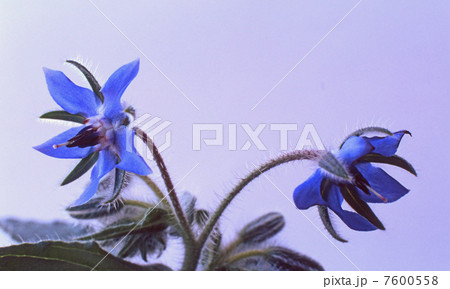 ハーブ　青いボリジ 7600558