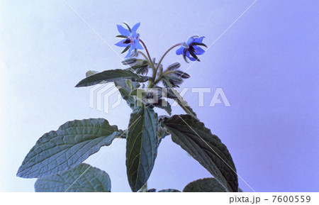 ハーブ　青いボリジ 7600559