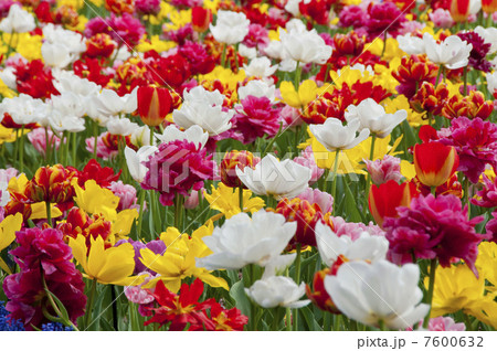 チュウリップ一面 7600632