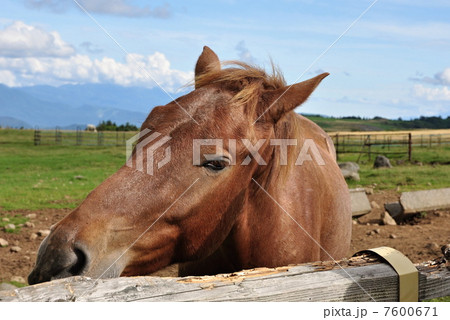 美ヶ原高原の馬 美ヶ原高原の馬 7600671