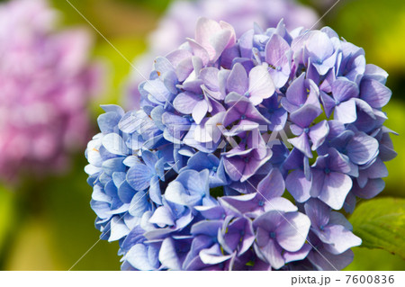 アジサイ 7600836