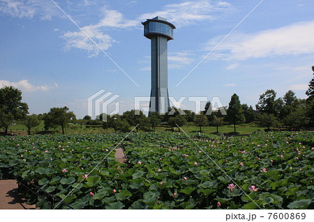 古代蓮の里 7600869