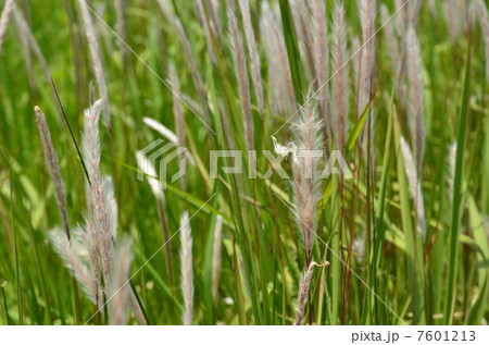 植物・チガヤ　イネ科 7601213