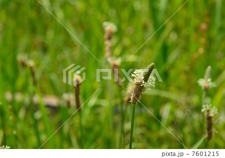 植物・ヘラオオバコ　オオバコ科 7601215