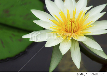 シロスイレン 7601553