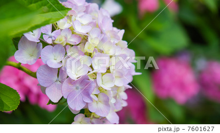 牧野ヶ池の紫陽花 牧野ヶ池の紫陽花 7601627
