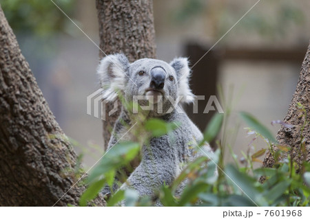 コアラ 7601968