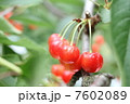 さくらんぼ 7602089