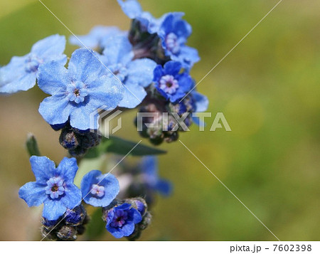 シナワスレナグサ（青）：支那勿忘草 7602398