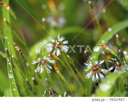 花苦菜 花苦菜 7602467