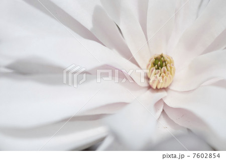 ヒメコブシの花 7602854