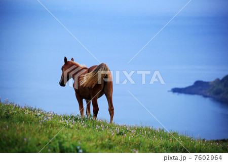 西ノ島鬼舞の放牧馬 7602964