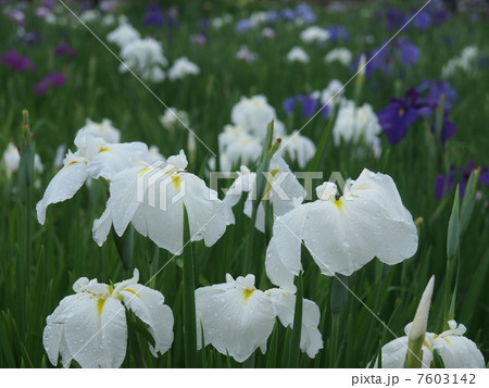 菖蒲 7603142