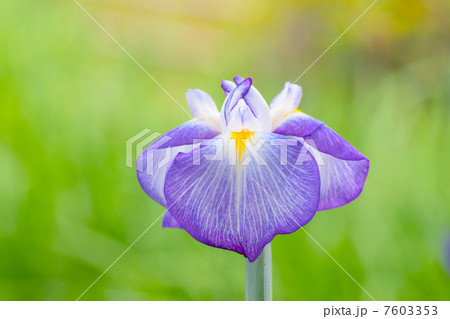 花菖蒲 7603353