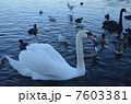 白鳥 7603381