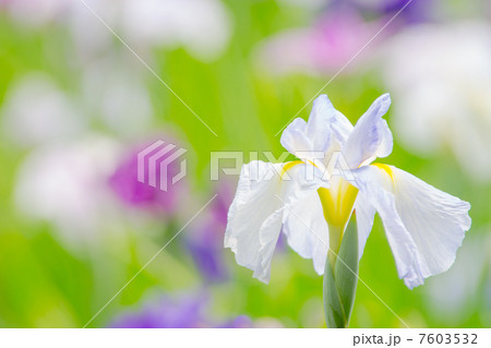 花菖蒲 花菖蒲 7603532