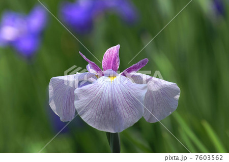 美麗　花ショウブ 7603562
