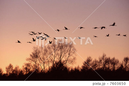 丹頂帰巣 7603650