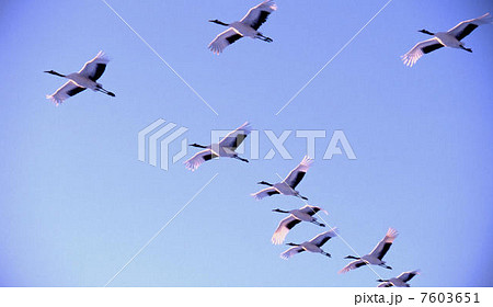 丹頂帰巣 丹頂帰巣 7603651