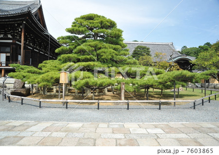 京都　金戒光明寺　直実鎧掛けの松 7603865