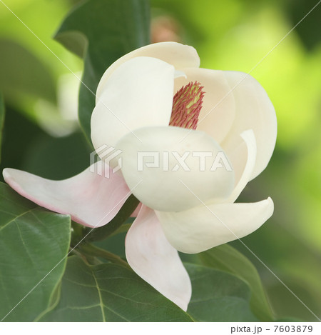 受け咲き大山蓮華 7603879