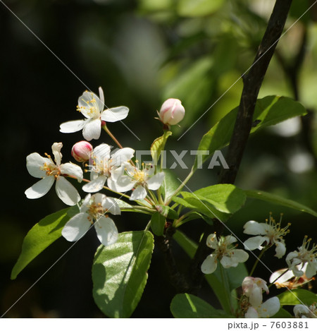 ズミ ズミ 7603881