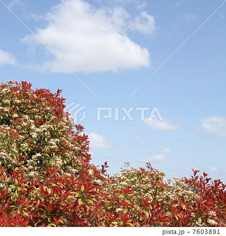 ベニカナメモチ ベニカナメモチ 7603891