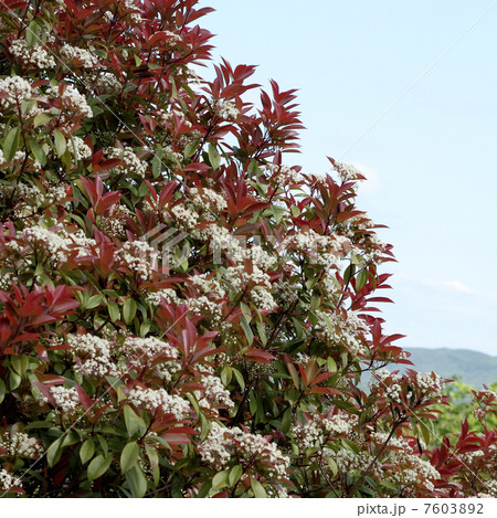 ベニカナメモチ ベニカナメモチ 7603892