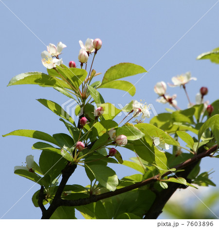 ズミ ズミ 7603896