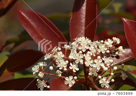 ベニカナメモチ ベニカナメモチ 7603899