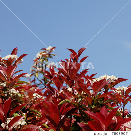 ベニカナメモチ ベニカナメモチ 7603907