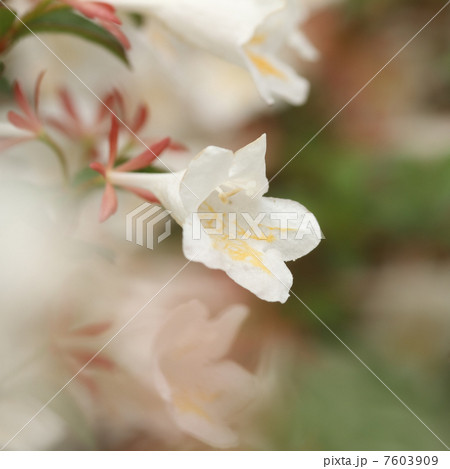 ツクバネウツギ 7603909