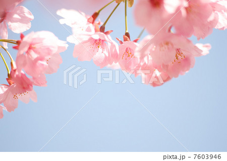 ヨウコウザクラ ヨウコウザクラ 7603946