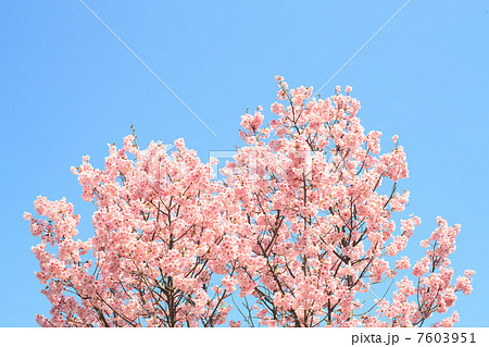 ヨウコウザクラ ヨウコウザクラ 7603951