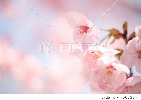 ヨウコウザクラ 7603957