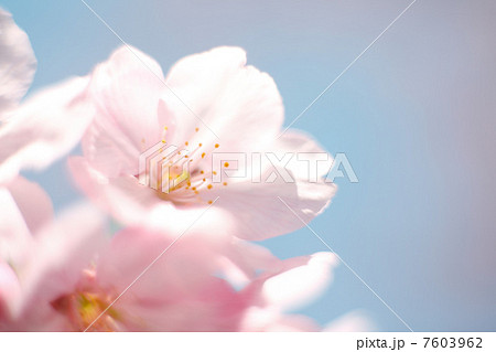 ヨウコウザクラ 7603962